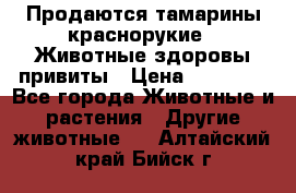 Продаются тамарины краснорукие . Животные здоровы привиты › Цена ­ 85 000 - Все города Животные и растения » Другие животные   . Алтайский край,Бийск г.